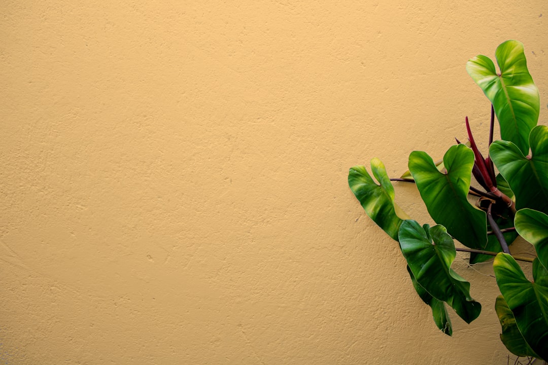 Best Exterior Wall Paint: Top Options by Climate & Country (2026)